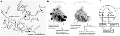 Integrating Wheat Nucleolus Structure and Function: Variation in the Wheat Ribosomal RNA and Protein Genes